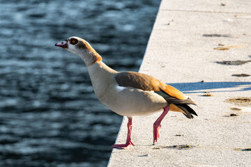 nile goose on the banks of the manzanares river in madrid © Joseluis