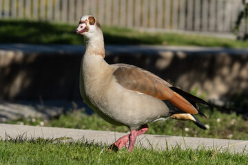 nile goose in butarque park © Joseluis