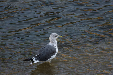 Lesser black-backed gull foraging for food in the manzanares river in madrid