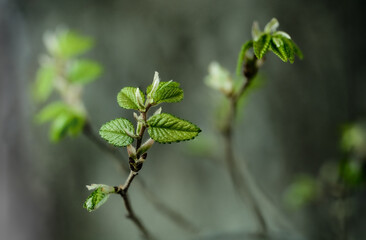 macro photograph of new spring leaves of an oak tree