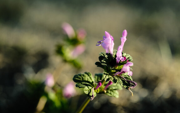 henbit purple flowering weed flower closeup