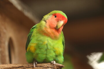 Fototapeta na wymiar green winged macaw