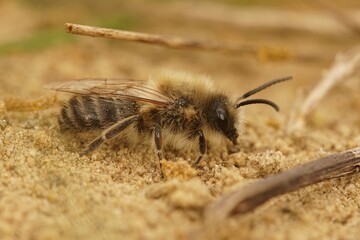 Closeup of a male vernal colletes or spring mining bee , Collete