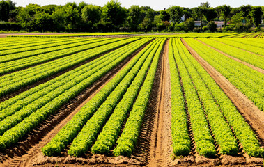 cultivated field of fresh green lettuce in the plain