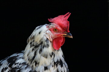 rooster isolated on black