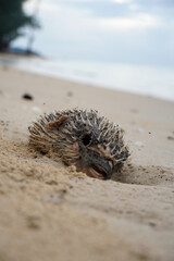 Ball fish on the sand near the sea