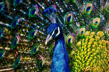 Plakat peacock