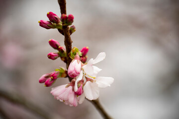 Obraz premium pink blossom