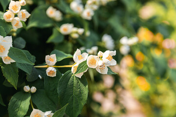Beautiful white jasmine blossom flowers in spring time. Background with flowering jasmin bush. Inspirational natural floral spring blooming garden or park. Flower art design. Aromatherapy concept