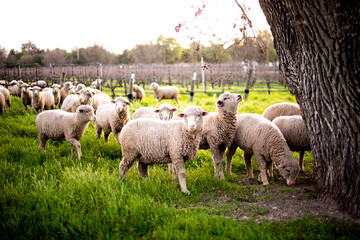 sheep grazing in Santa Ynez