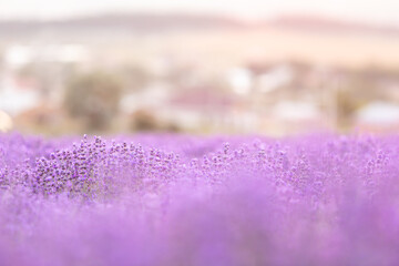 Obraz premium Lavender bushes closeup on sunset. Sunset gleam over purple flowers of lavender. Provence region of France.