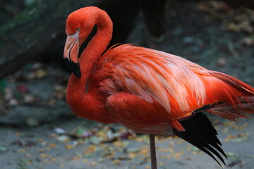 flamingo in the zoo