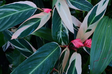 Fototapeta na wymiar red and green leafs
