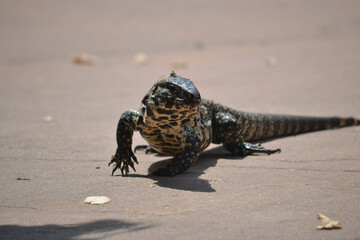 reptile in a natural refuge