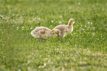 Gänseküken im Gras