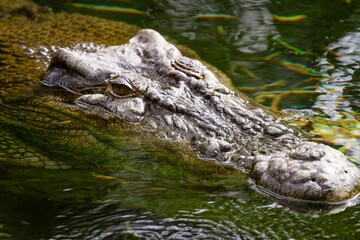 Saltwater crocodile close up