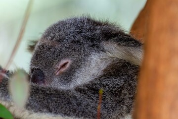 Sleepiung Koala in tree