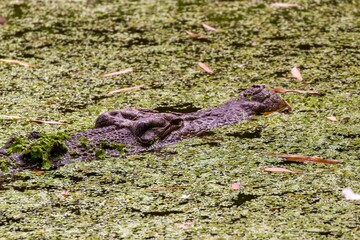 Snout of saltwater crocodile