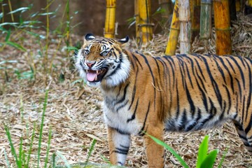 Standing male Siberian tiger