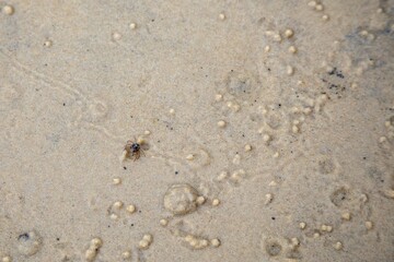 Crab on sandy beach