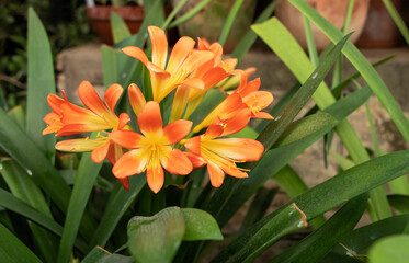 orange clivia flowers in the garden