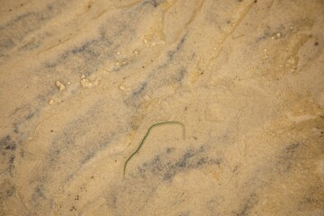 Fototapeta na wymiar Green paddle worm