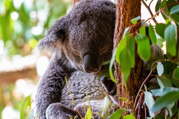Koala bear asleep in tree