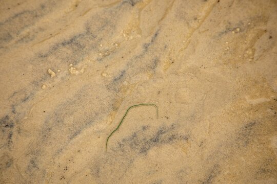 Green paddle worm
