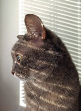 The Cat Looks Out The Window. A Shadow Falls And Lines Are Obtained From The Blinds On The Cat's Face