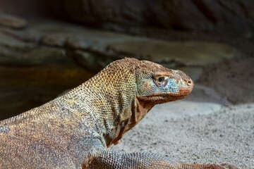 Komodo dragon headshot