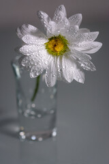 Una margarita blanca con gotas de agua y colocada en un pequeño jarrón de cristal transparente