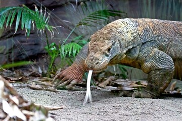 Komodo dragon walking with tongue
