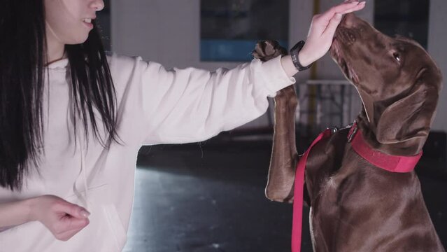 A woman training her brown german shorthaired dog