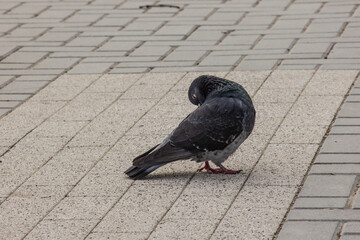  a lone pigeon perched on a gritty sidewalk.