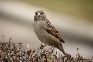 sparrow on a grass