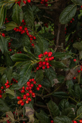  The background is blurred, drawing the viewer's attention to the intricate details of the holly.