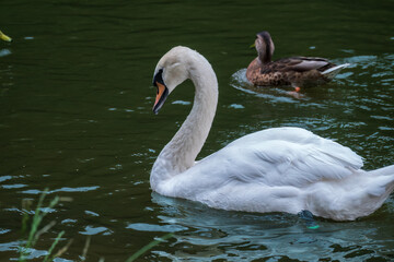 A graceful white swan swimming on a lake with dark water. The white swan is reflected in the water