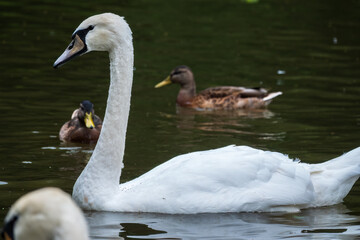 A graceful white swan swimming on a lake with dark water. The white swan is reflected in the water