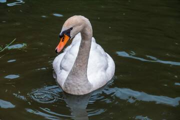 Obraz premium A graceful white swan swimming on a lake with dark water. The white swan is reflected in the water