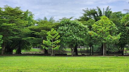 Asian park with different trees