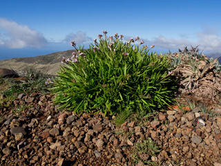 Die Insel Madeira