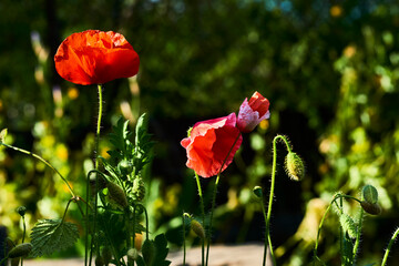 Delicate scarlet red poppies on a dark green background