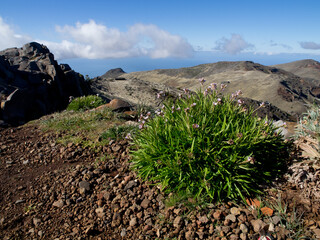 Die Insel Madeira