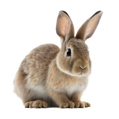 Obraz premium isolated bunny rabbit, spring, bunny, transparent background, cute, png