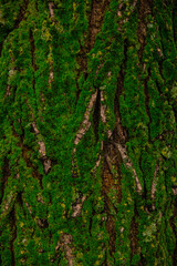 green moss on tree trunk