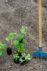 Cabbage seedlings, herb seedlings in containers on soil in blue shovel and black soil background, gardening concept, copy space

