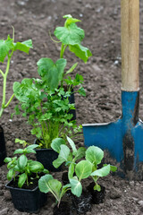Cabbage seedlings, herb seedlings in containers on soil in blue shovel and black soil background, gardening concept, copy space

