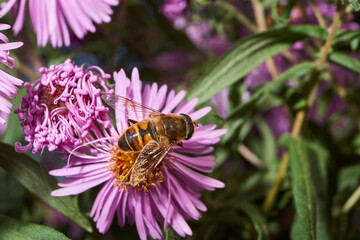 The fly Ilnitsa ordinary (lat. Eristalis tenax) from the subfamily of Eristalinae collects nectar and pollen from the flowers of the perennial aster. Autumn.