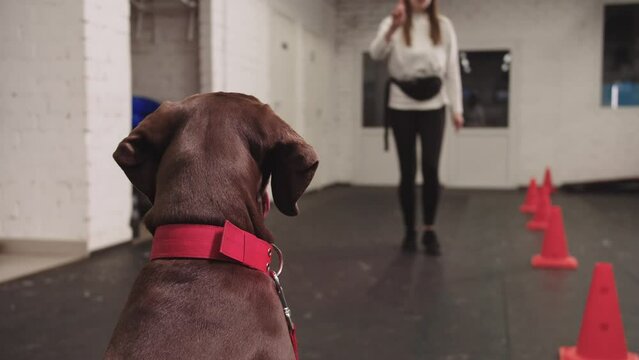Young woman about to train a brown german shorthaired dog but it walks away