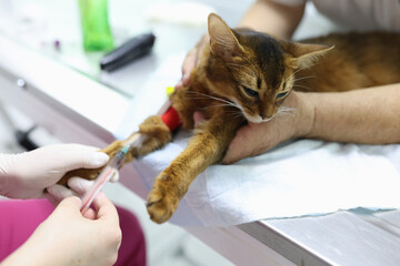 Veterinarian making injection to red cat in vet clinic